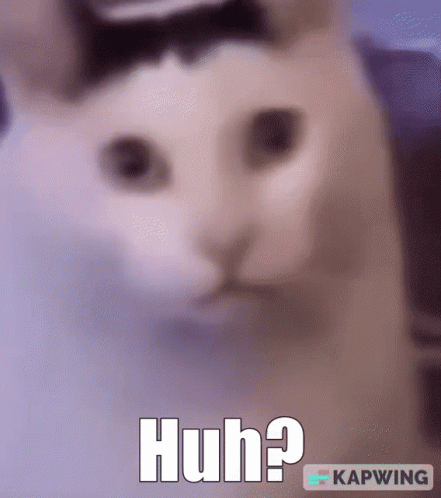 Cat Huh GIF