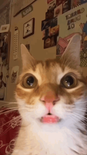 Cat Huh GIF