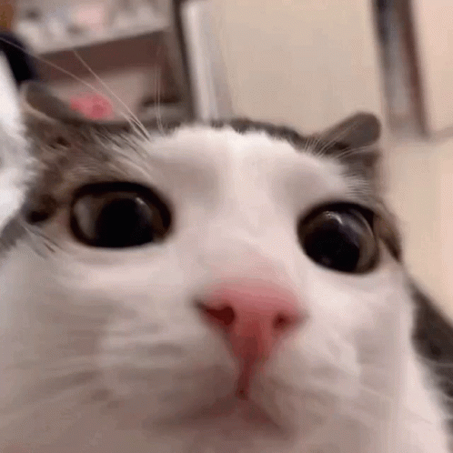 Cat GIF