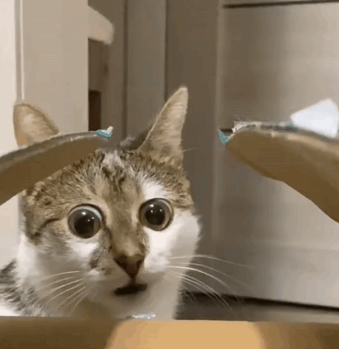 Cat GIF