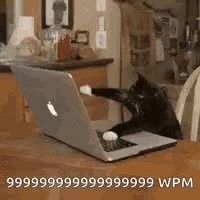 Cat Keyboard GIF