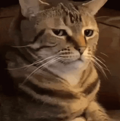 Cat Kid Retekmacska GIF