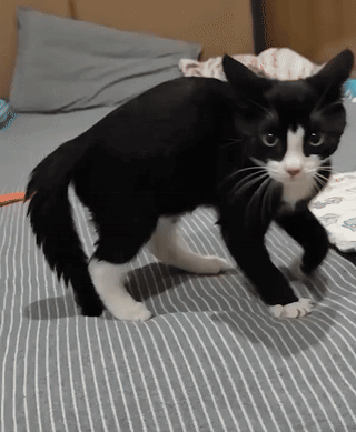 Cat Kitten GIF