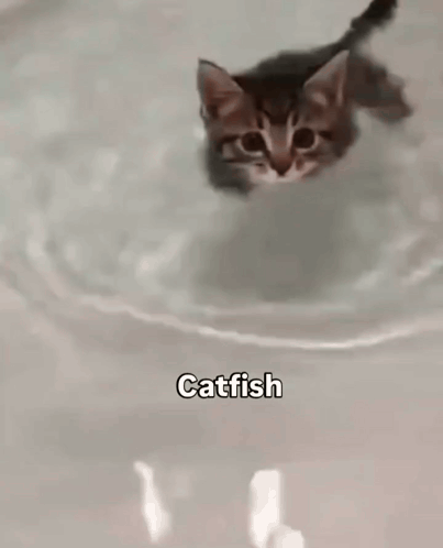 Cat Kitten GIF