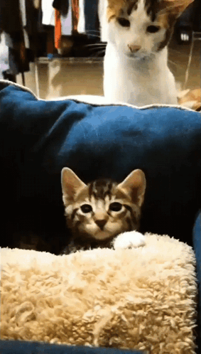 Cat Kitten GIF