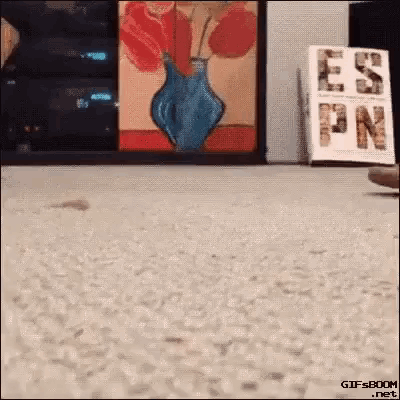 Cat Kitten GIF