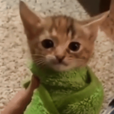 Cat Kitten GIF