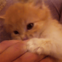 Cat Kitten GIF