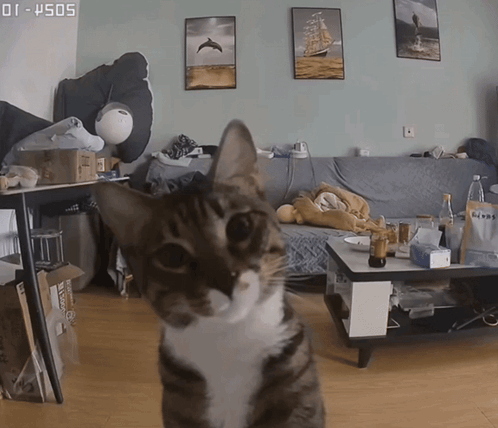 Cat Kitten GIF