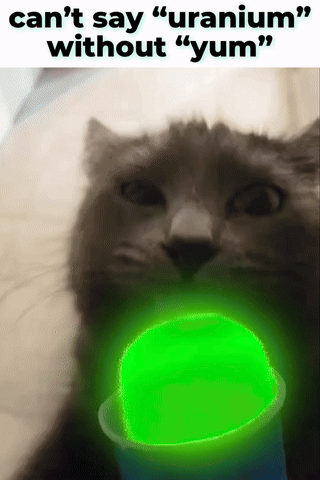 Cat Kitty GIF