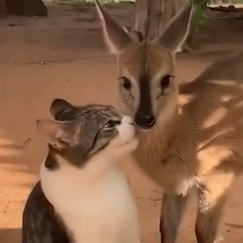 Cat Kitty GIF