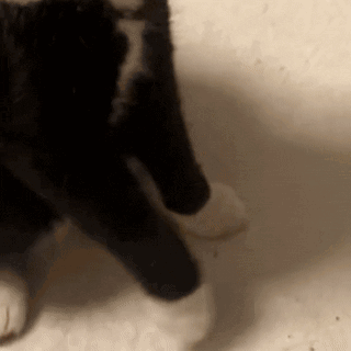Cat Kitty GIF