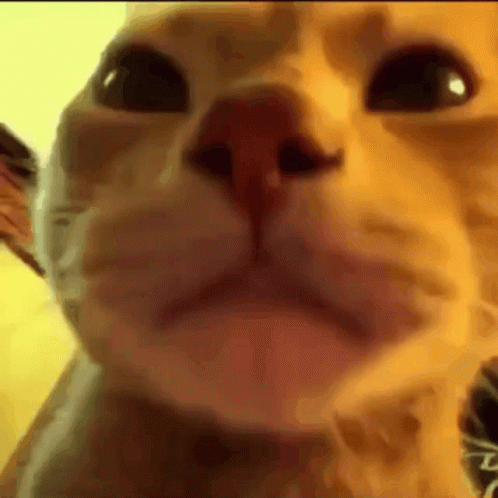 Cat Kitty GIF