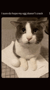 Cat Kitty GIF