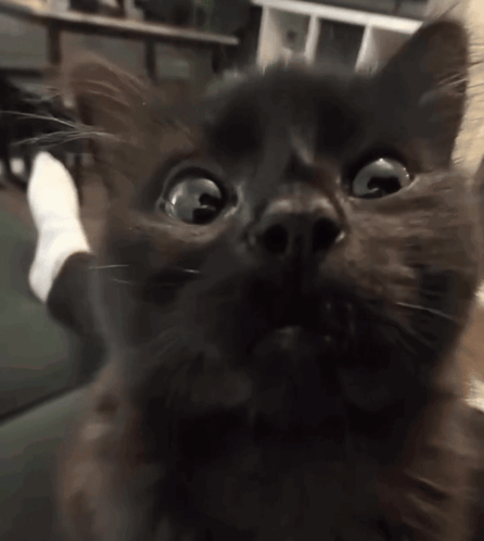 Cat Kitty GIF