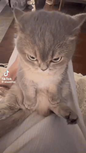 Cat Kitty GIF