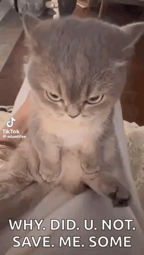 Cat Kitty GIF