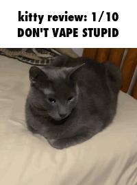 Cat Kitty GIF