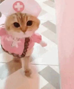 Cat GIF