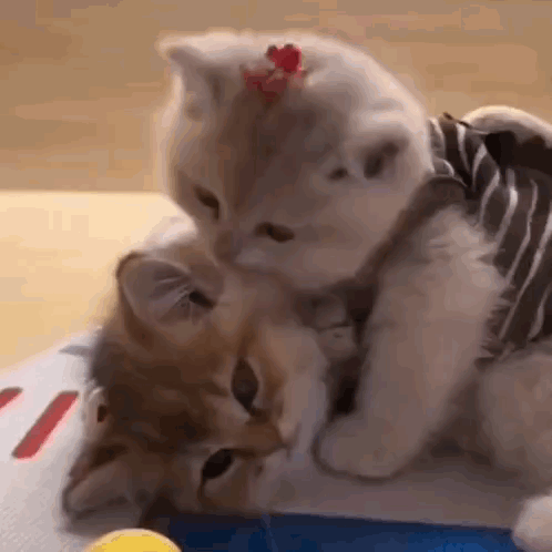 Cat Lick GIF