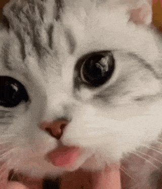 Cat Lick GIF