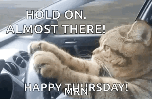Cat Lol GIF