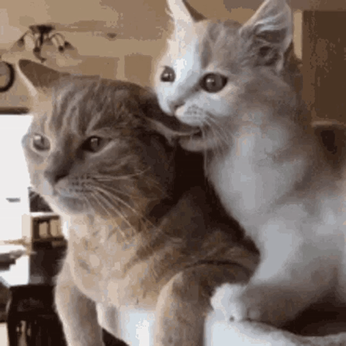 Cat Love Bite Short GIF
