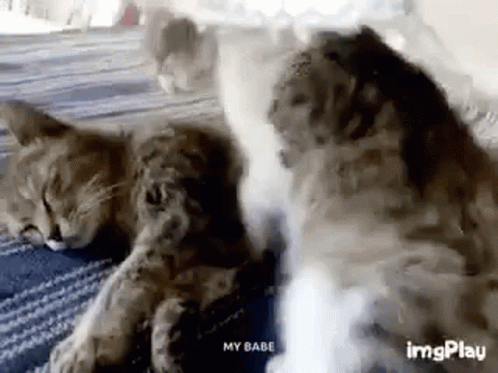 Cat Love GIF