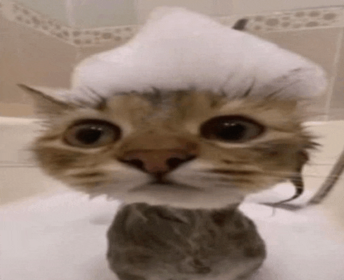 Cat Meme Cat Funny Meme