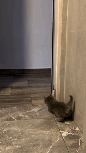 Cat Meme Cat Memes GIF