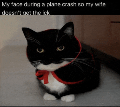 Cat Meme