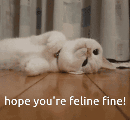 Cat Meme GIF