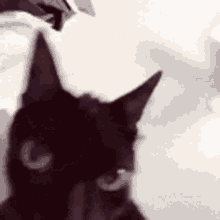 Cat Meme GIF