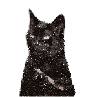 Cat Meme Sticker
