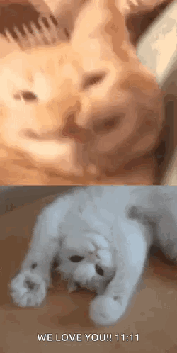 Cat Meme Funny GIF