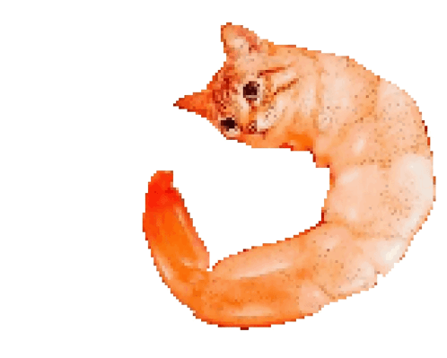 Cat Meme GIF
