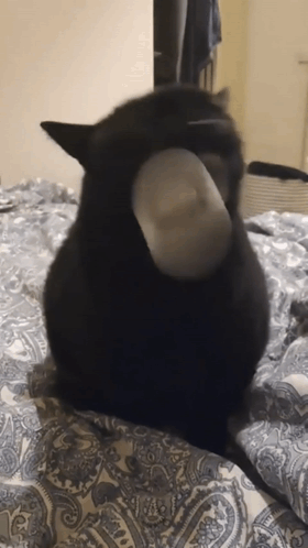 Cat Meme Katta GIF