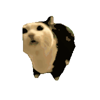Cat Meme Panic Sticker
