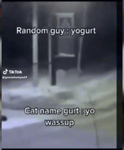 Cat Named Gurt GIF