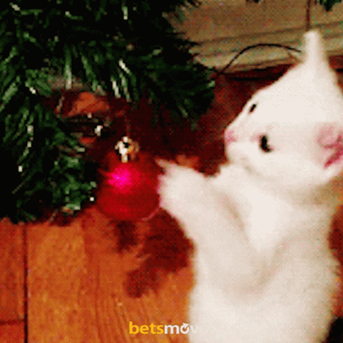 Cat Noel GIF