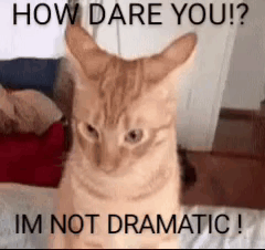 Cat Offended GIF