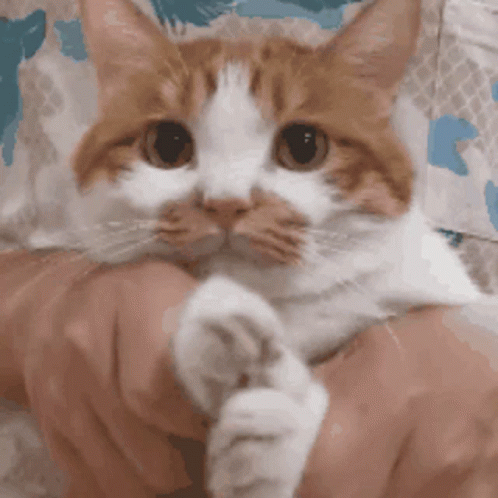 Cat Paw GIF