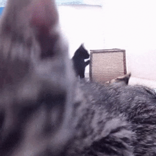 Cat Paw GIF