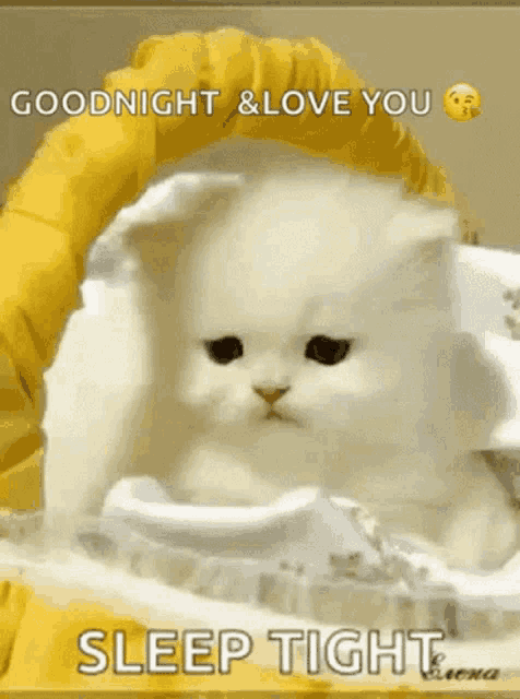 Cat GIF