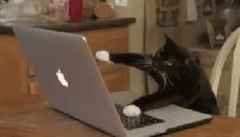 Cat Pc GIF