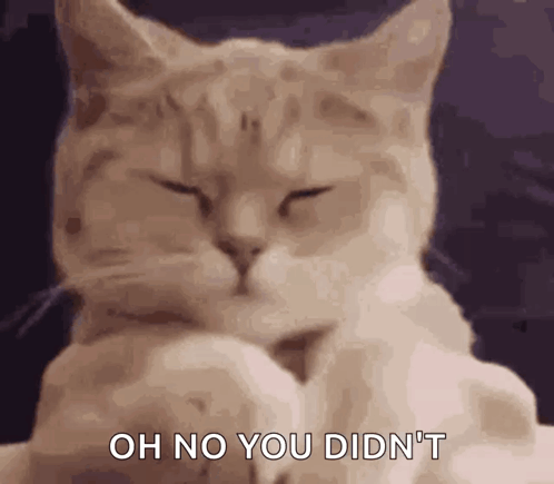 Cat GIF