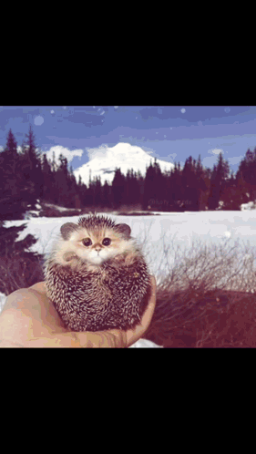 Cat GIF