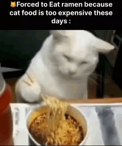 Cat GIF