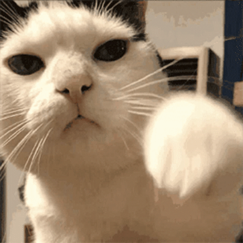 Cat Punch GIF