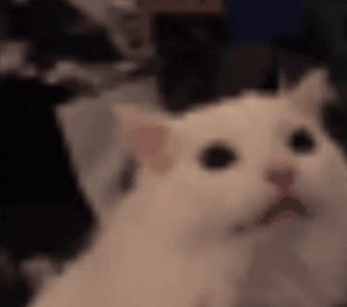 Cat Red Eyes GIF